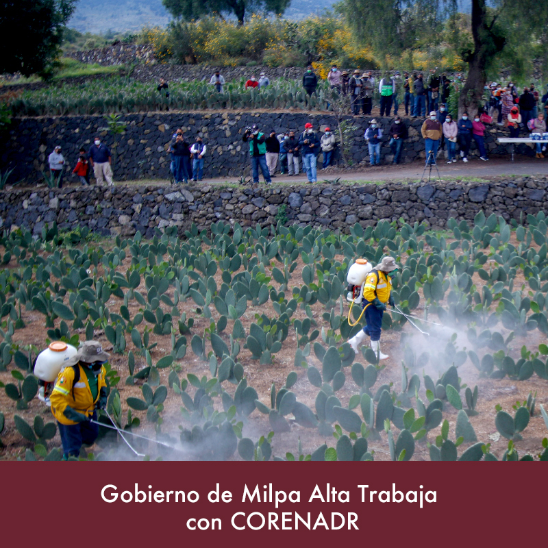 Alcaldía de Milpa Alta